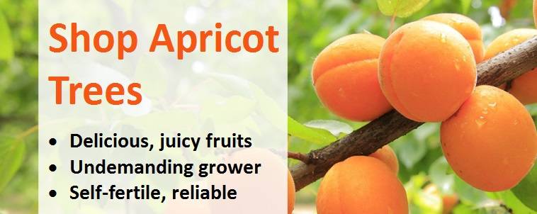 Shop Apricot Trees Banner 1